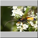 Cosmoconus sp - Schlupfwespe m01a 11mm - Sandgrube Niedringhaussee det06.jpg